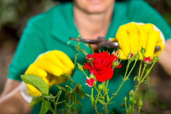 deadheading