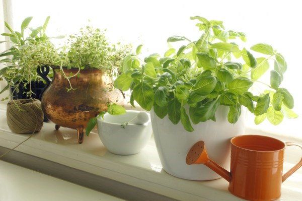 indoor gardening gifts