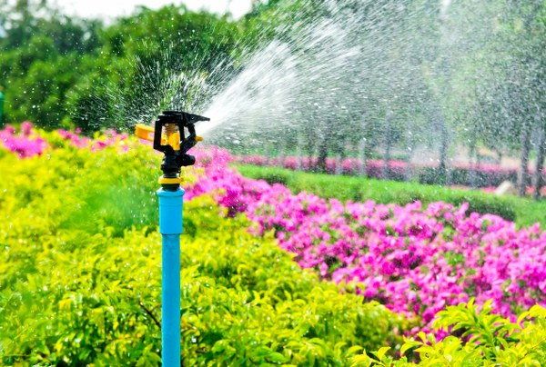 watering flowers