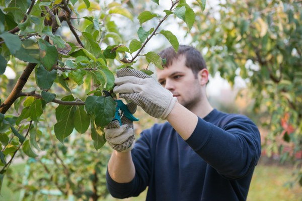 trimming and pruning