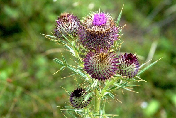 burdock garden care