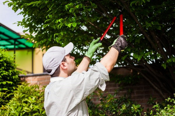 summer tree pruning