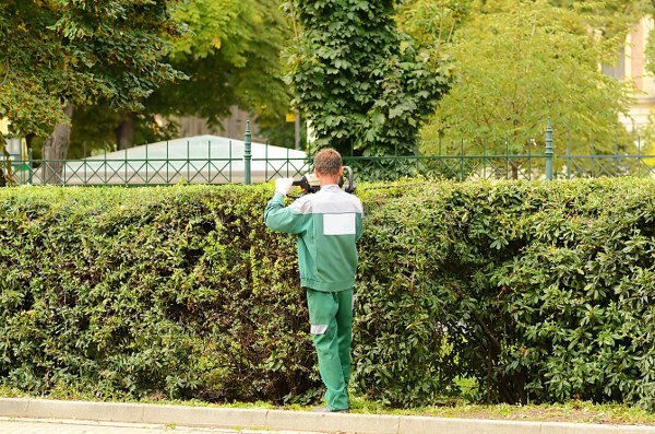 autumn hedge cutting