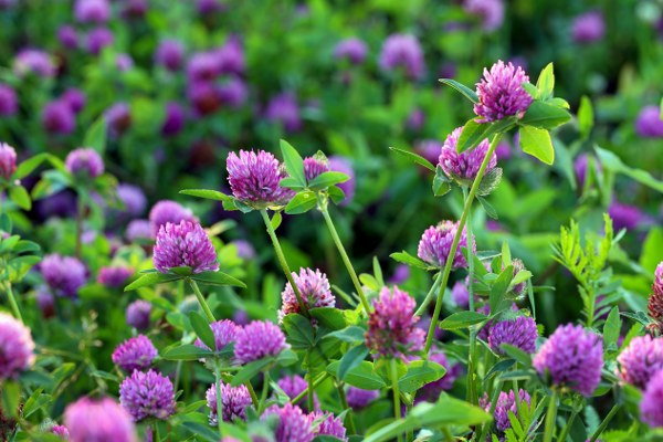 growing red clover