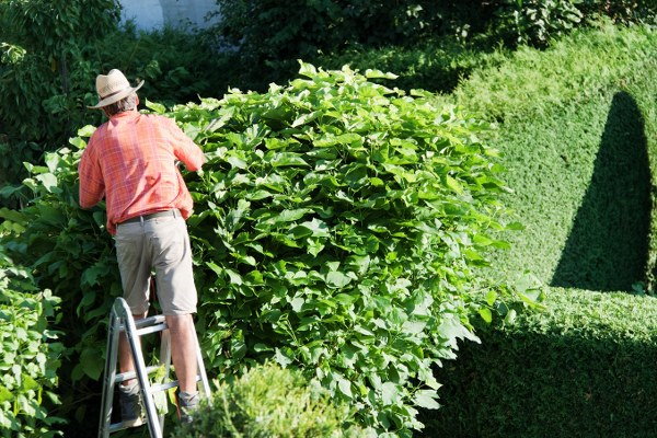 hedge cutting