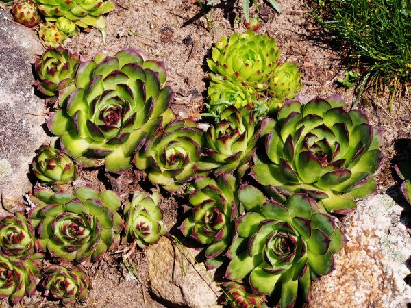 hens and chicks garden care