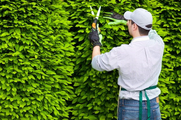 hedge maintenance