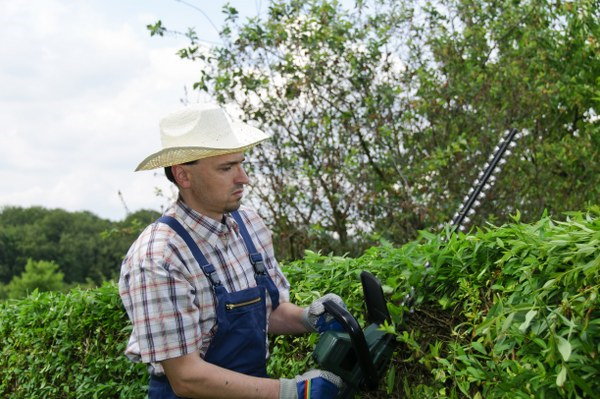 spring tree surgery