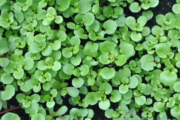 watercress garden maintenance