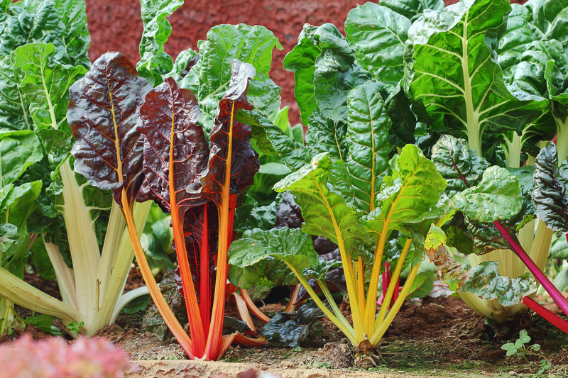 garden plants