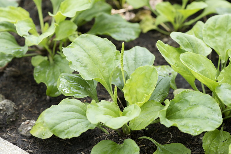 garden planting