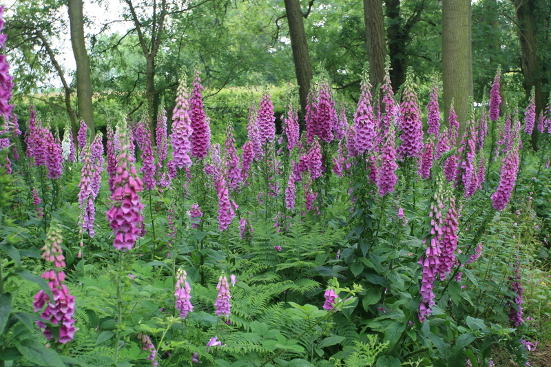 garden planting